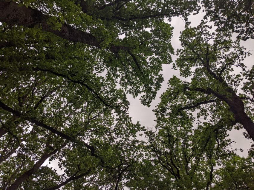 Oak Trees