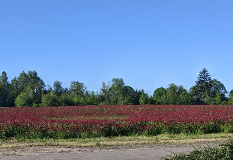 Clover Field
